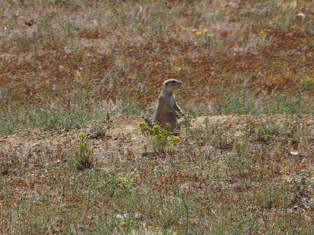 Prairie hond